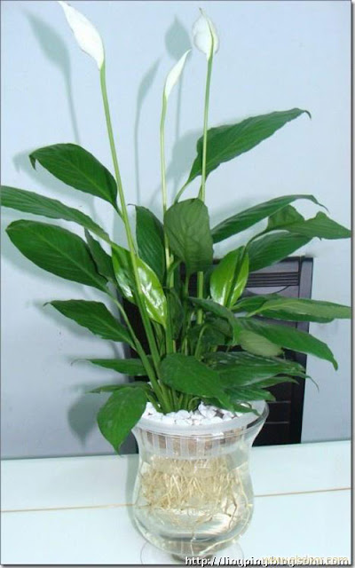 Các loại cây cảnh trong nhà - Cây huệ bình Các loại cây cảnh trong nhà - Cây huệ bình