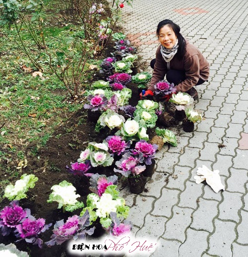 [Image: Vuon-hoa-bap-cai-dep-chang-kem-hoa-hong-...Viet-2.jpg]