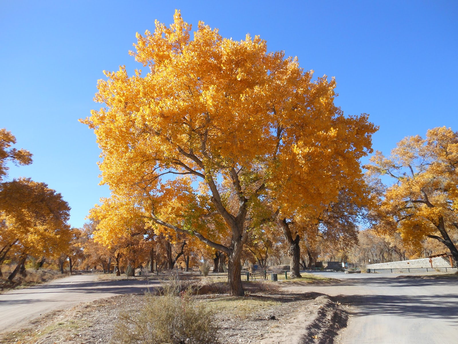 Trees That Please Nursery 30 Days of Fall Foliage, Tuesday November 6th.