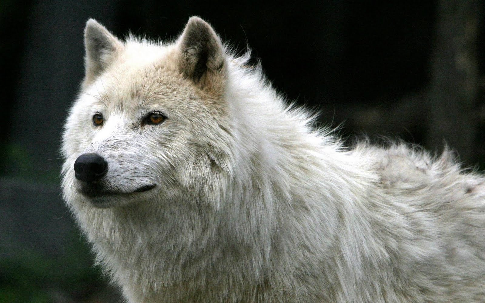 http://4.bp.blogspot.com/-UWJDQMQ-J6A/TlsqOy_h0GI/AAAAAAAAADQ/MisC2CcEcEE/s1600/Animal_Wallpaper_HQ_G69LH4.jpg