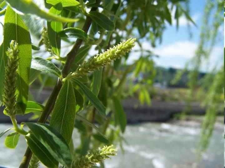 Galefod Sauce. Mimbre.