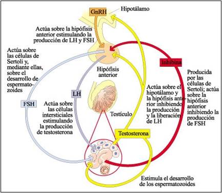 Receptores hormonales y de estrgenos en la mujer