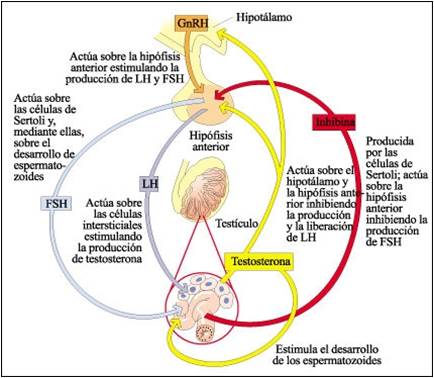 Sintesis hormonas esteroideas pdf