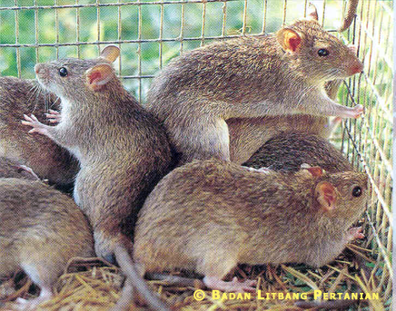 Gambar Tikus Sawah Gambar Tikus Sawah