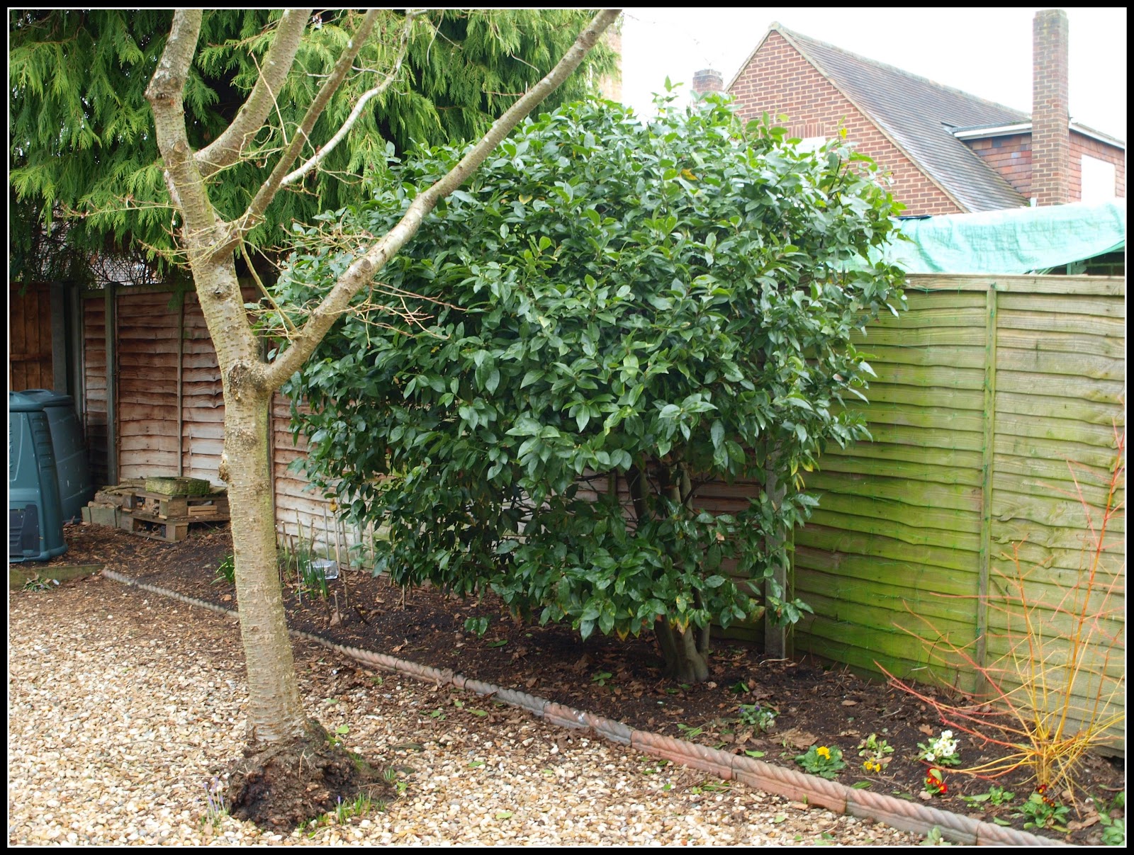 Mark's Veg Plot Repotting Bay trees