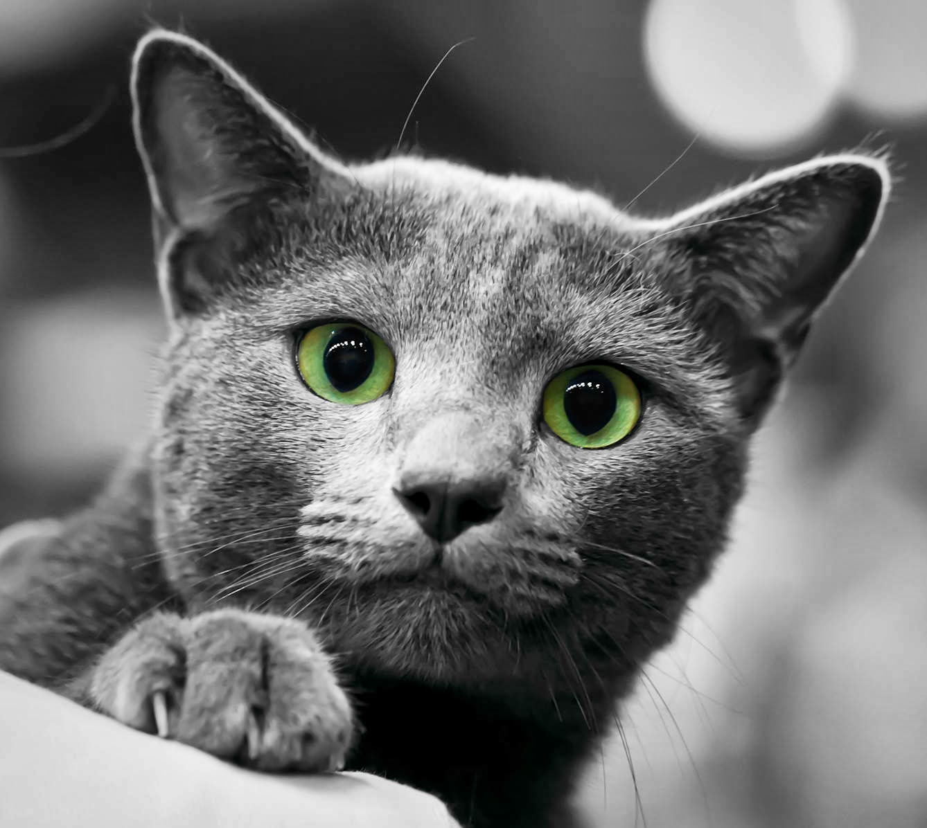 Blue Burmese Cat Traits Blue Burmese Cat Traits