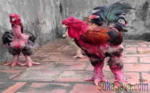 gambar ayam dong tao Ada Yang Aneh Dengan Ayam Dari Vietnam Ini, Coba Deh Perhatikan...