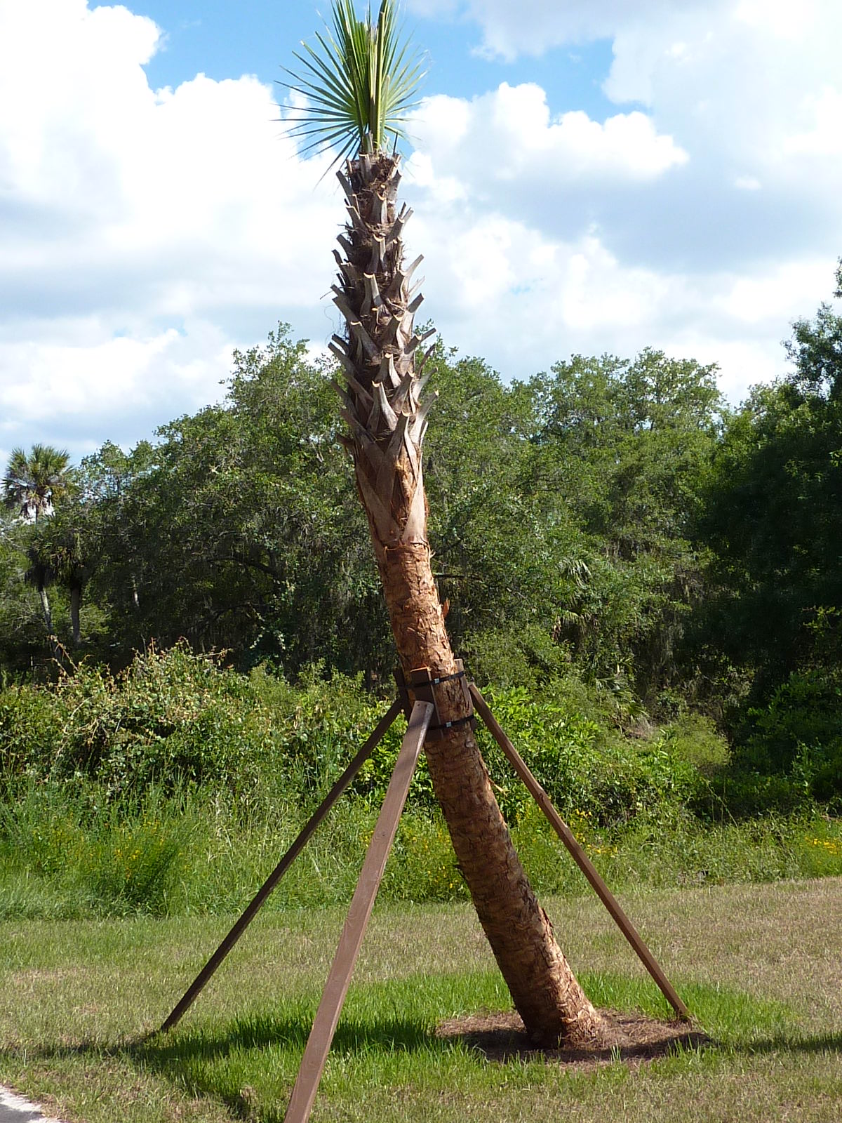 Skip's Florida The Cabbage PalmUnsung Treasure of Florida