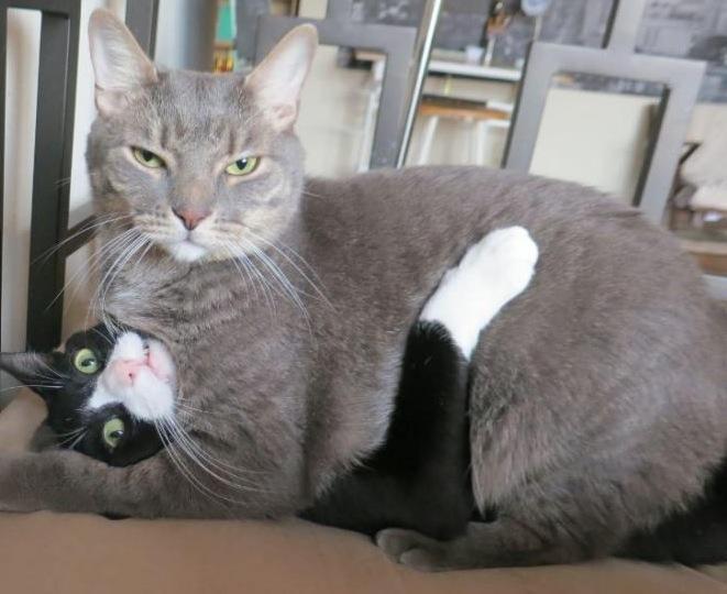 Cats Move Along This Doesn T Concern You Cats Move Along This Doesn T Concern You