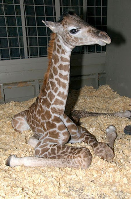 Muthu: Cute baby giraffes