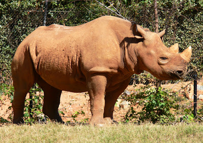 Black Rhinoceros, Zoo Atlanta