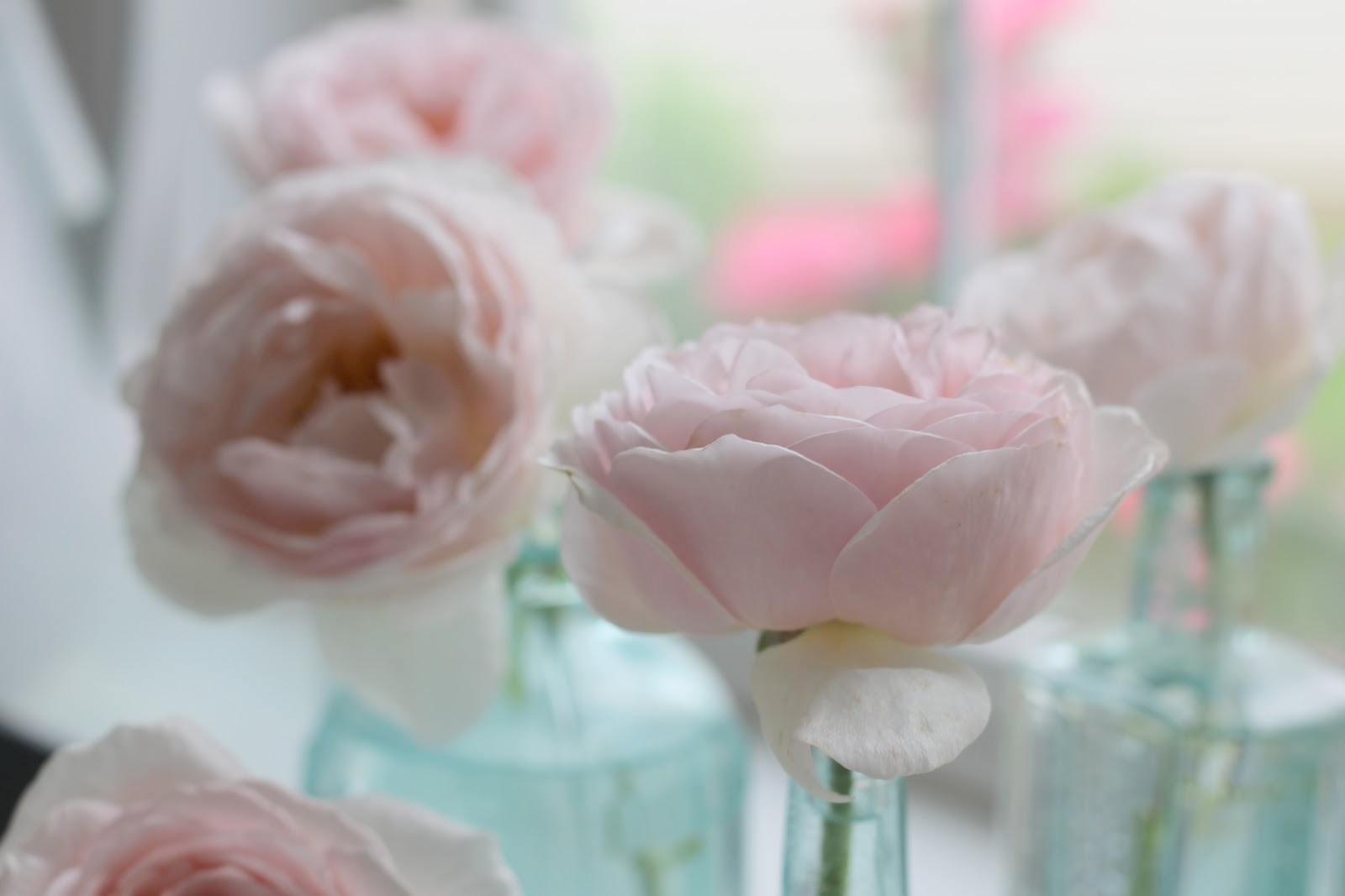 Ticking and Toile bottles and blooms