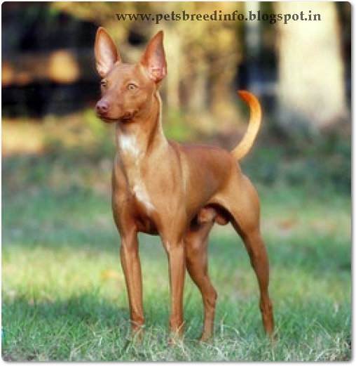 Podenco Dog Breed Info Podenco Dog Breed Info