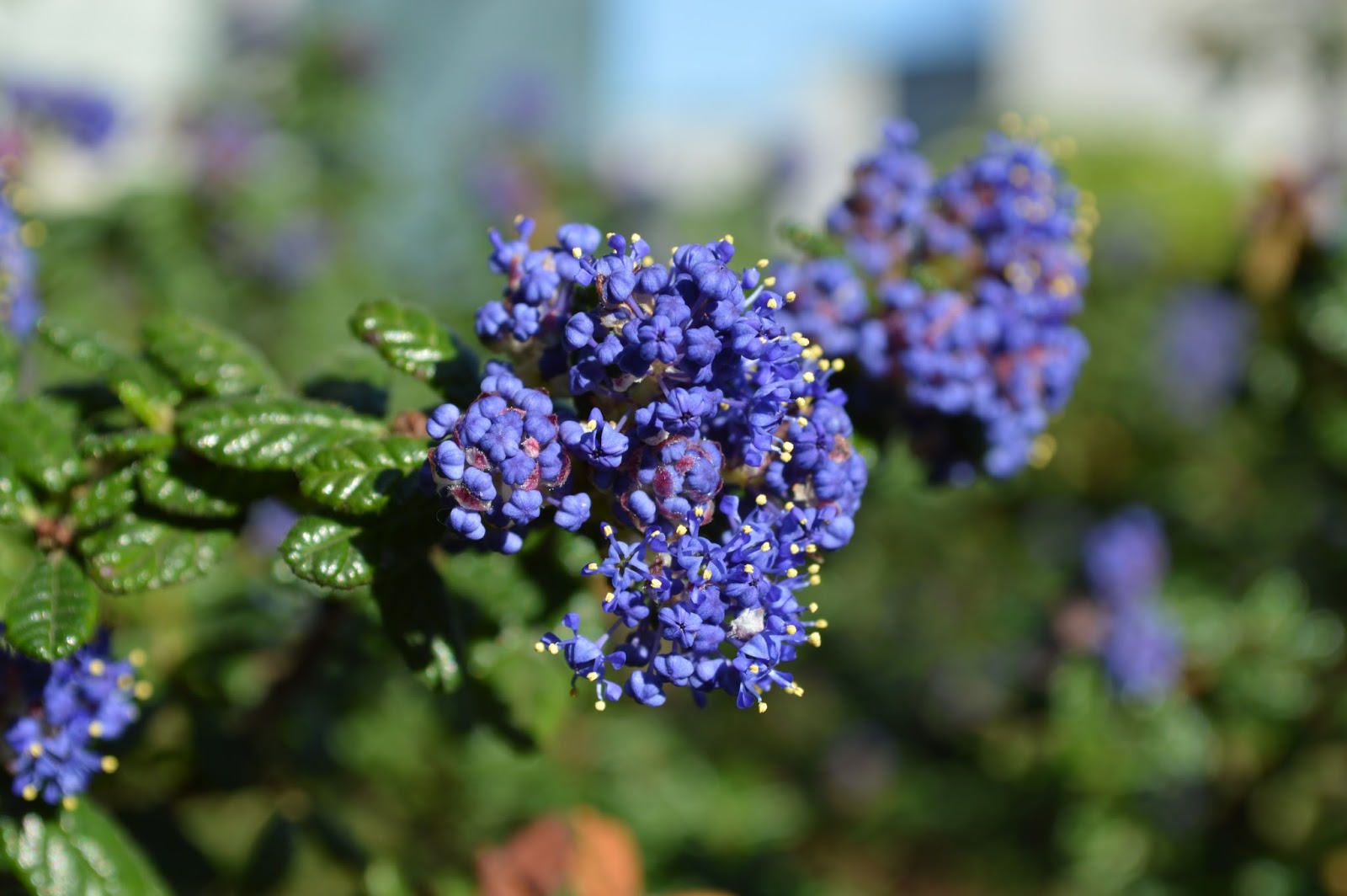 Life Between The Flowers Choisya Ternata Mexican Orange Shrub