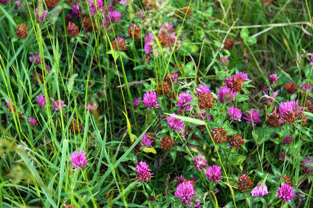 Clover Seeds Clover Seeds