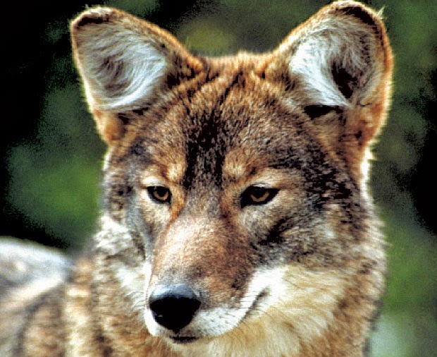 Coywolves in Rock Creek Park? What is a Coywolf?