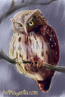 Pygmy Owl from Bird of the Day by ArtMagenta.com