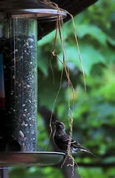 Pine siskin fledgling