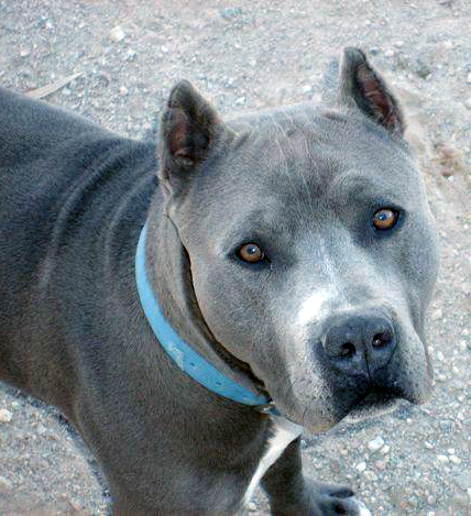 pitbull puppies illinois pit bulls gray breeds picture pitbull puppies illinois pit bulls gray breeds picture
