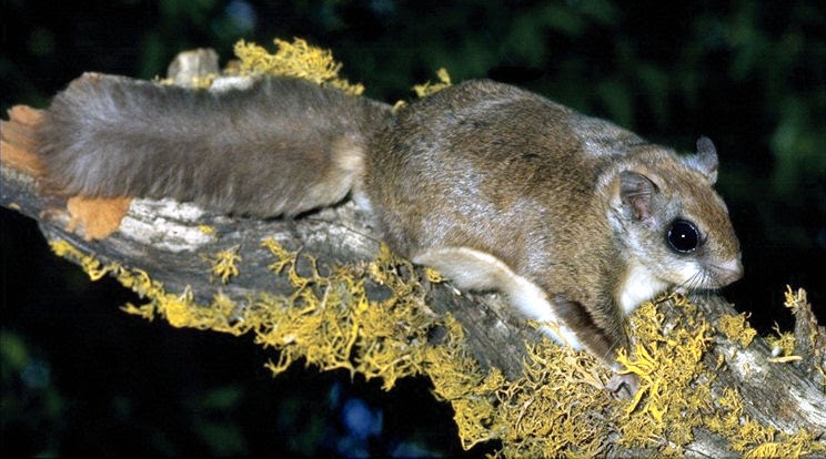 are squirrels nocturnal are squirrels nocturnal