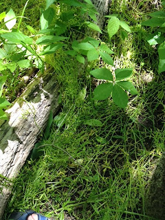 Spaghetti Grass Fungus taking over a fallen log Spaghetti Grass Fungus taking over a fallen log