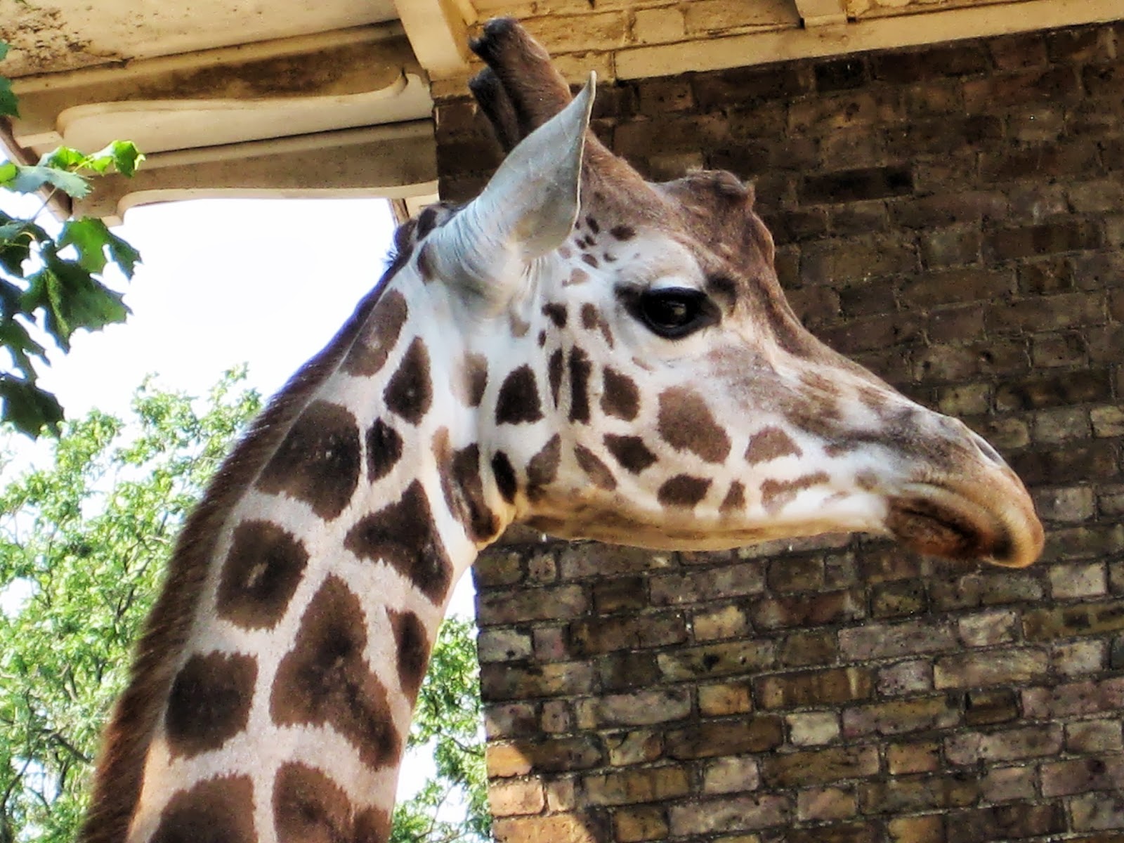 The Zoo Do Feed The Animals MyTwintopia