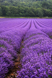 Provence lilás