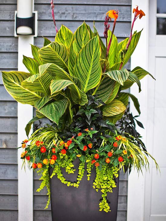 Best Tropical Flowers for Your Patio Outdoor Areas