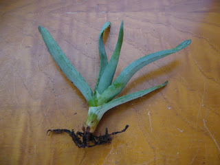 aloe vera