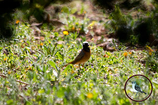 Colirrojo real refugio Colirrojo real refugio