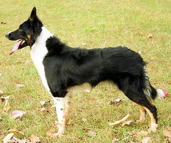 juegos border collie