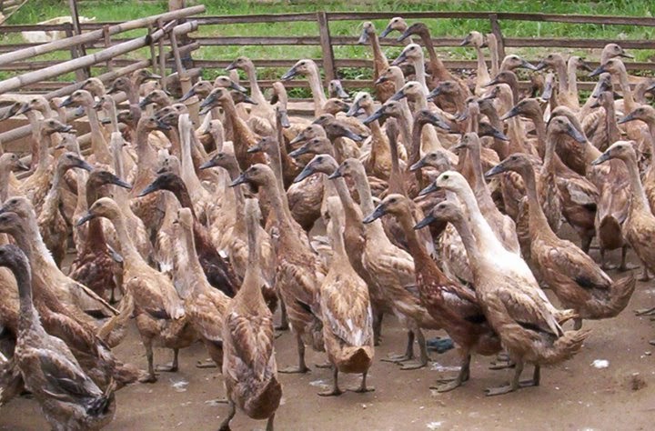 600 Gambar Bebek Banyak HD 600 Gambar Bebek Banyak HD