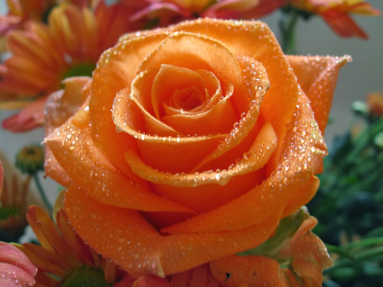 Real Orange Roses Real Orange Roses