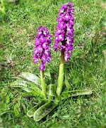 Orchis-mascula