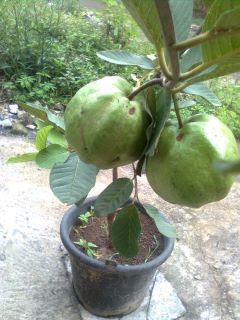 jambu kristal jambu kristal