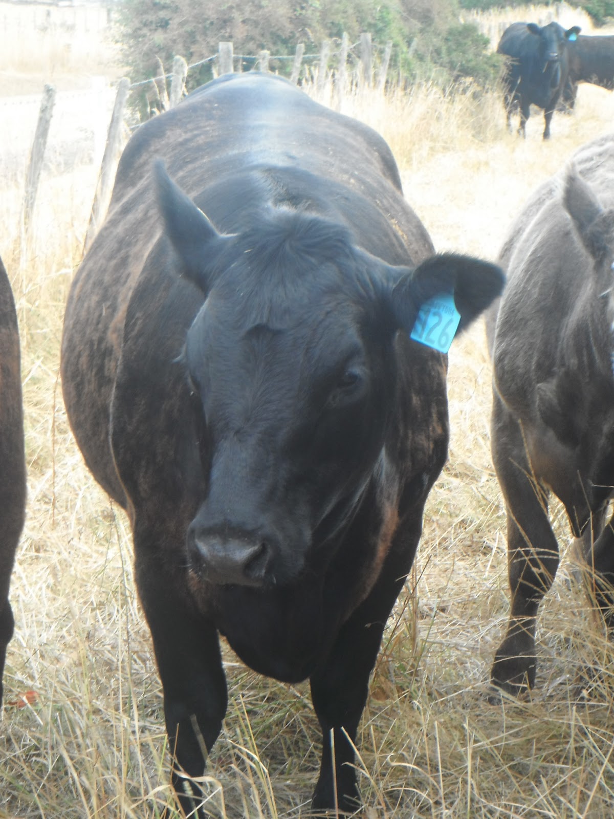 Cows+006.JPG