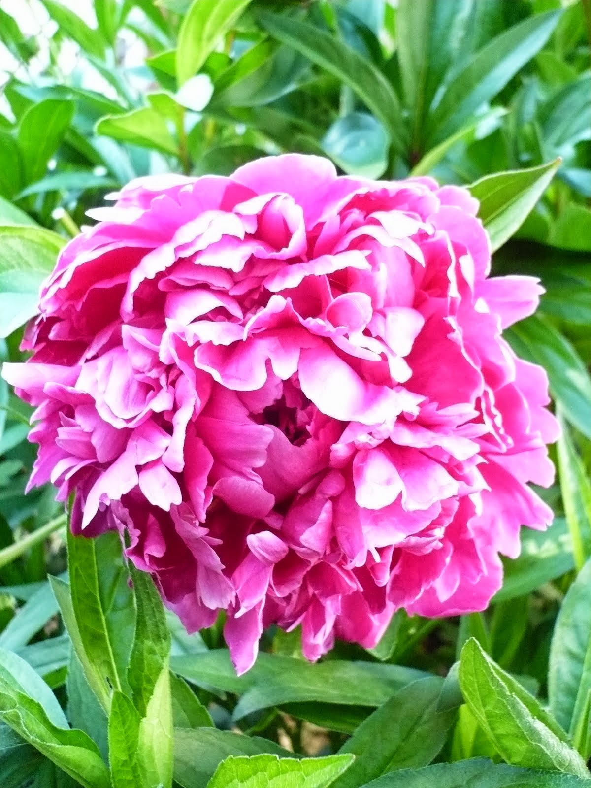 Peony