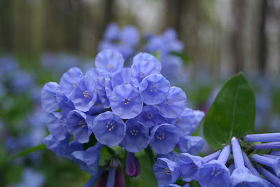 Virginia Bluebells Blue Flowers perennial Virginia Bluebells Blue Flowers perennial
