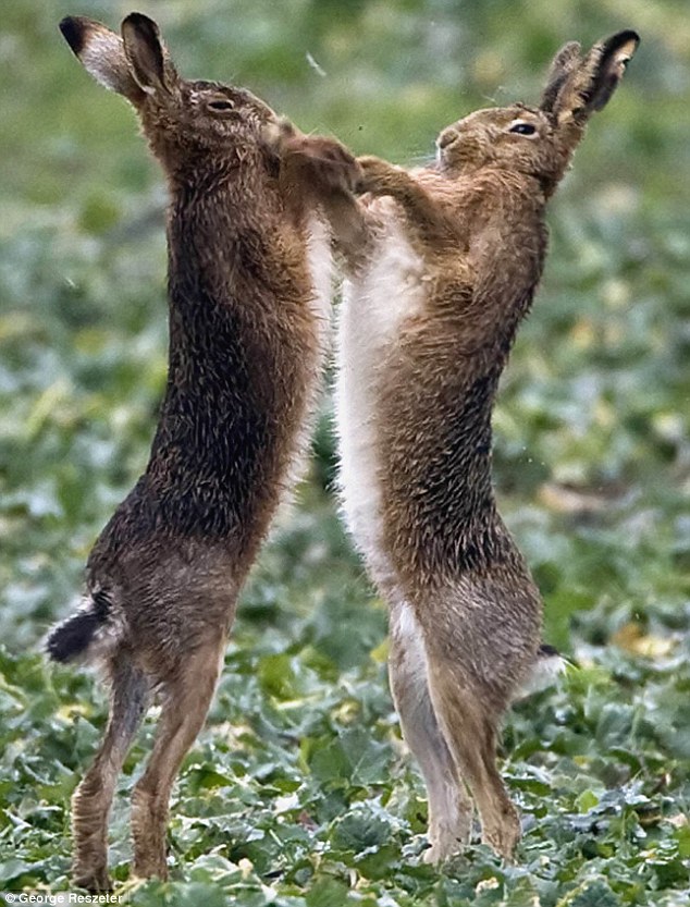 march-hare1.jpg