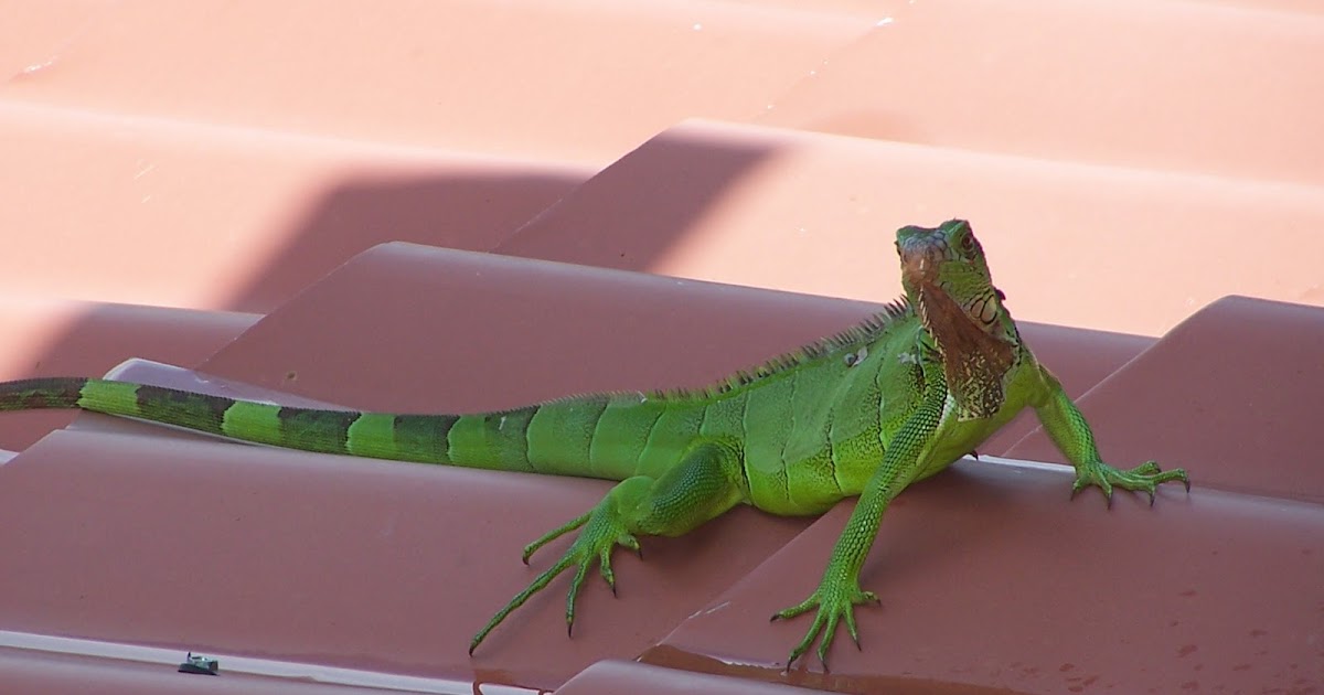 Costa Rica a corner of Paradise IGUANAS, "The Chicken of the Jungle"