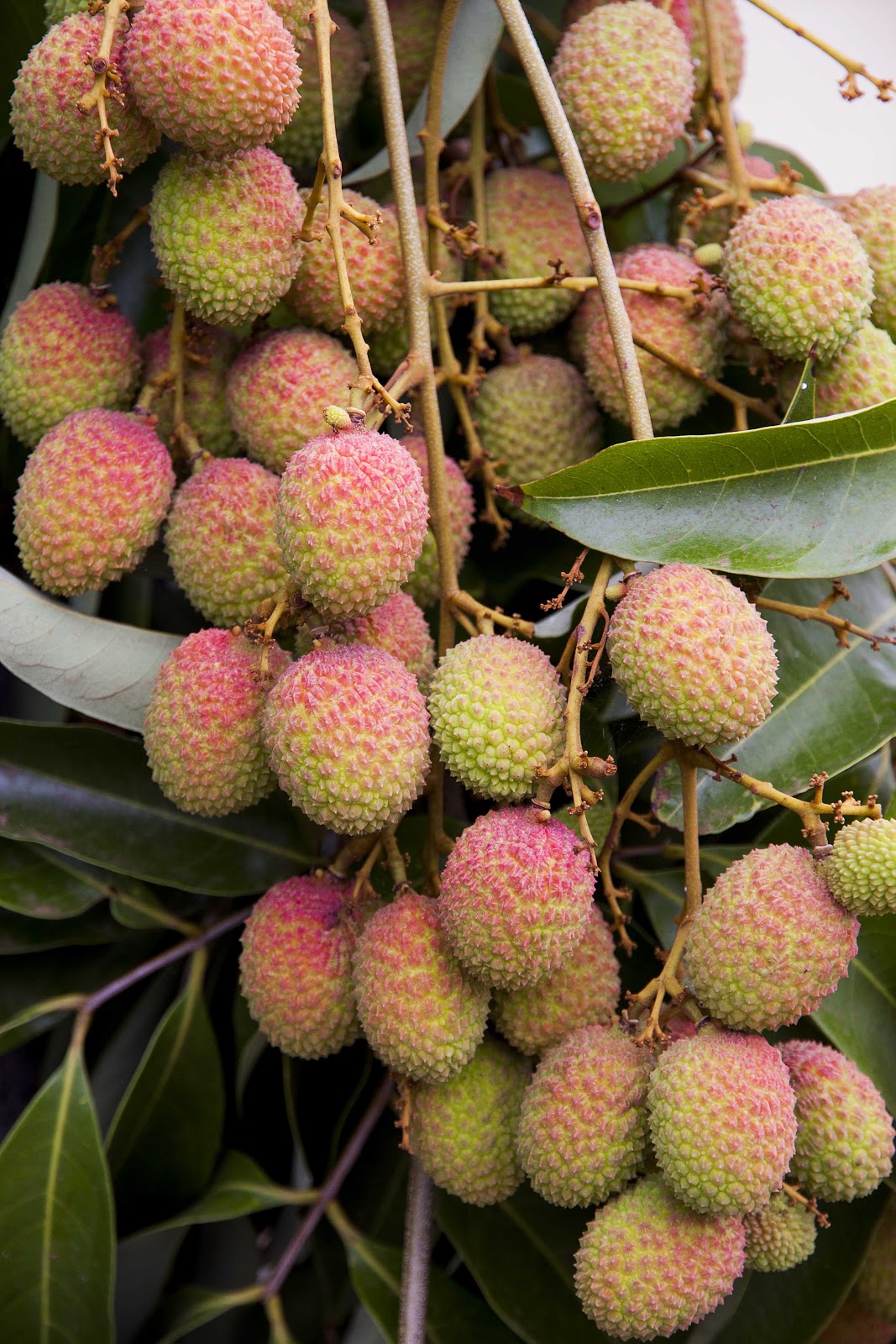 bachoophotography ripe lychees growing in the tropical island of Mauritius