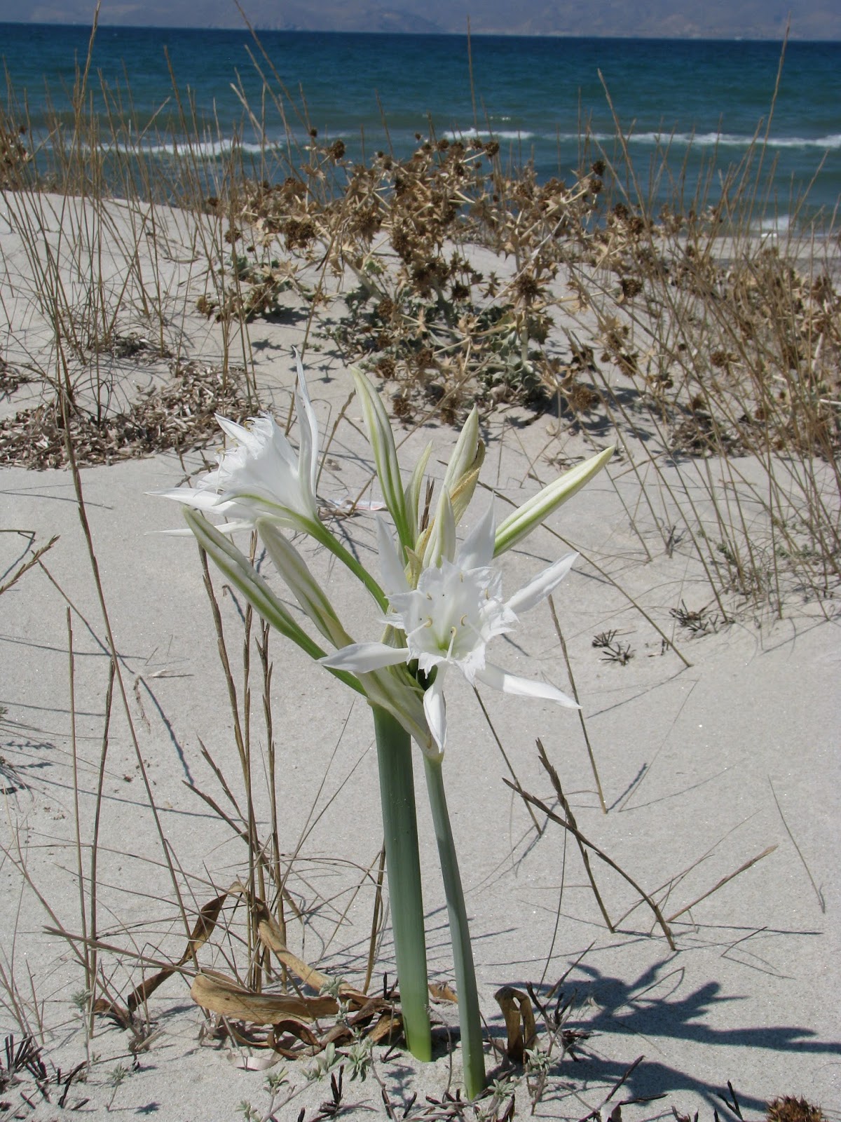 Of sea Daffodil (Pancratium maritimum) Discovering Kos and the