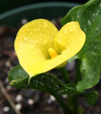 Calla Lemon Drop