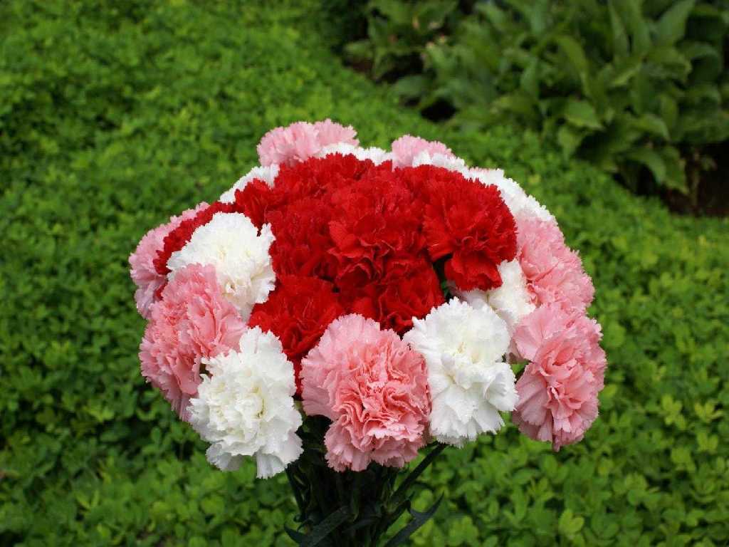 Beautiful Carnation Flower