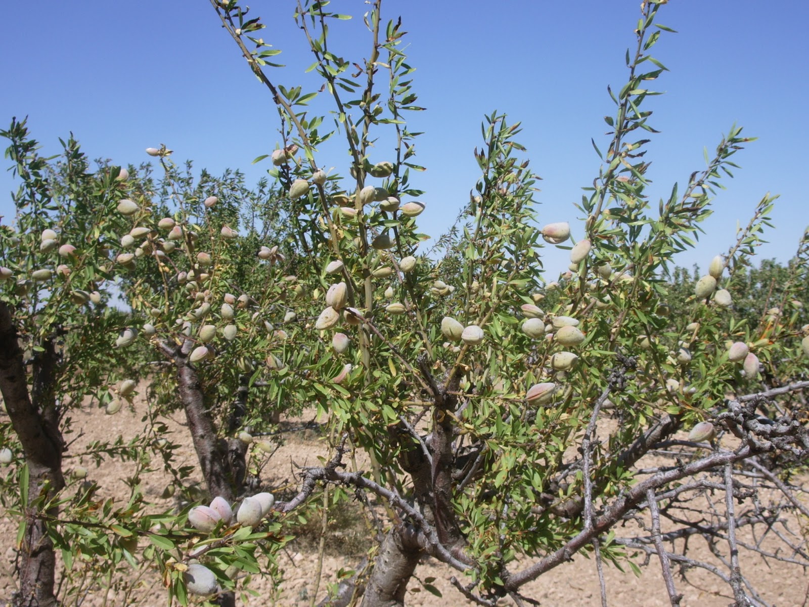plenas El cultivo del almendro en Plenas