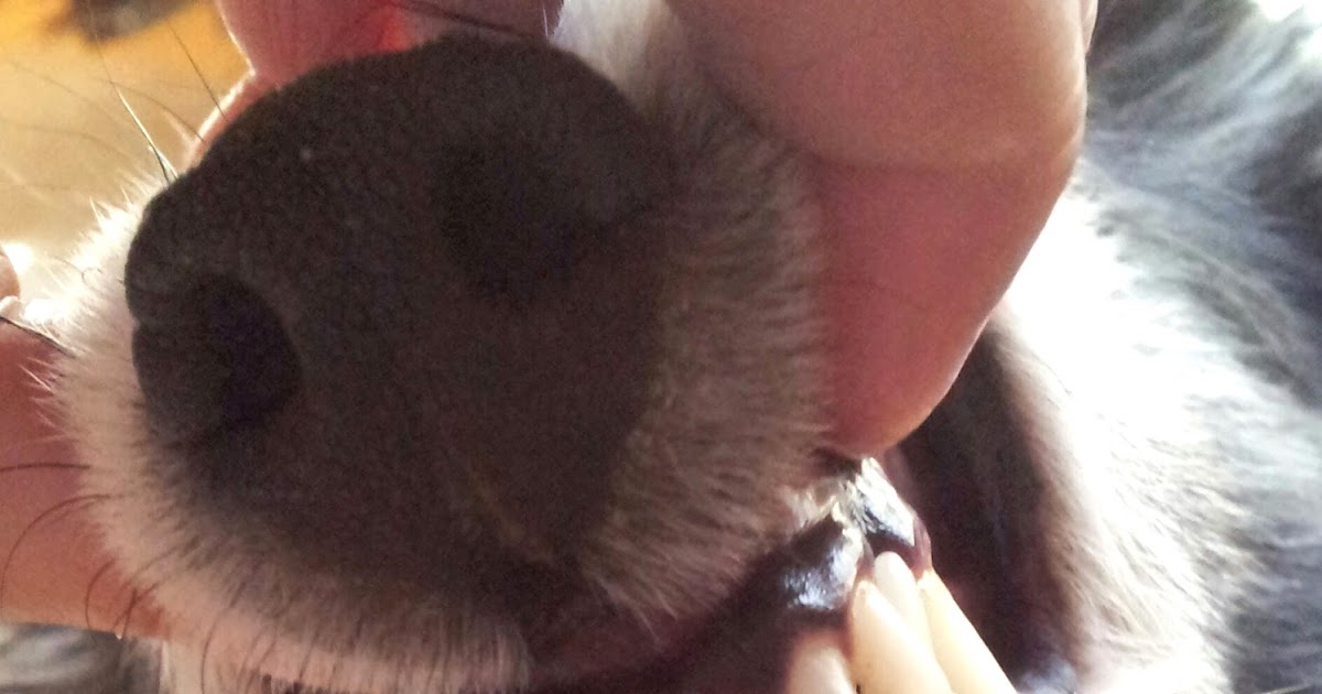 how can you leave a puppy in a crate raise a green learn how you can keep your green s teeth healthy for years how can you leave a puppy in a crate raise a green learn how you can keep your green s teeth healthy for years