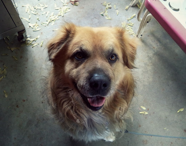 Rocky, German Shepard and Golden Retriever Mix