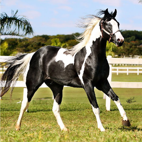 Cavalos Paint Horse
