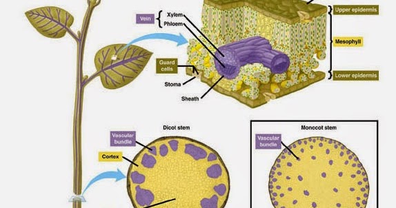 Sifat, CiriCiri, dan Fungsi Jaringan pada Tumbuhan dan