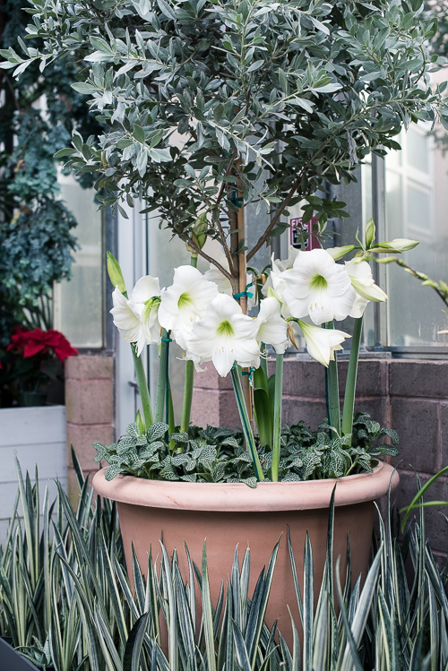 The Orchid Column Garden Lights Holiday Nights